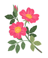 Vintage style illustration of pink briar rose flowers. Romantic vector set for wedding invitation or greeting cards. Beautiful rose hip branch