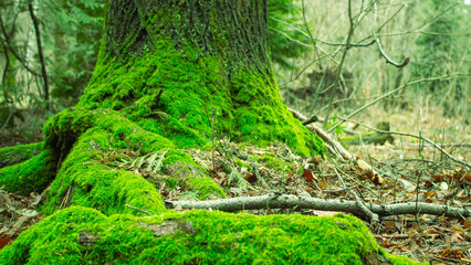 Fototapeta premium green moss on the tree