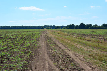Fototapeta premium a trail on the agricultural field with a forest in the background 