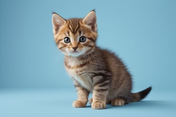 there is a small kitten sitting on a blue surface