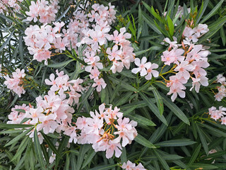 Delicate white oleander flowers on a sunny summer day