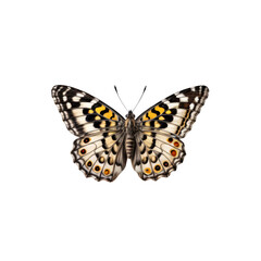 Delicate Butterfly: A close-up of a beautiful butterfly with intricate black, white, and orange markings on its wings, creating a striking pattern of nature's art. The butterfly is perfectly centered.