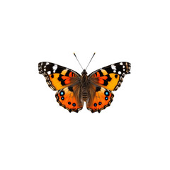Painted Lady Butterfly: A vibrant Painted Lady butterfly with intricate patterns of orange, black, and white, perched on a leaf, its wings delicately spread in a moment of tranquility.  