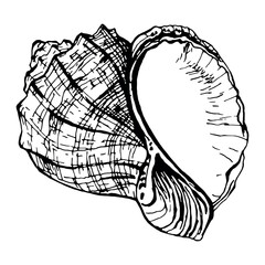 Hand drawn seashell in outline engraving style. Isolated on a white background. Vector illustration. Perfect for invitations, greeting cards, postcard, print, fashion design, t-shirts, pillows, plates