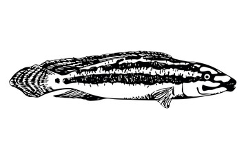 Hand drawn tropical fish in outline engraving style isolated on white background. Design for summer beach, tattoo, card, print, t-shirt, postcard, poster, invitations, greeting cards.