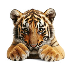 Obraz premium Young tiger resting on the ground with a curious expression isolated on transparent background, PNG