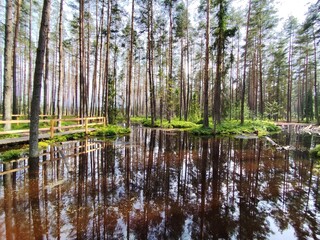 Obraz premium Peat bog pond in forest, national reserve in Poland. Nature path walk.