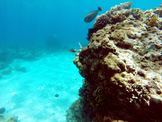 coral reef and diver