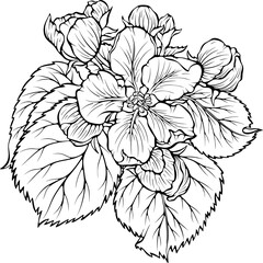 Apple blossom. Apple tree branch with flower. Spring botanical illustrations. Vector illustration in hand drawn sketch doodle style. Line art graphic isolated on white. Design for coloring book, print