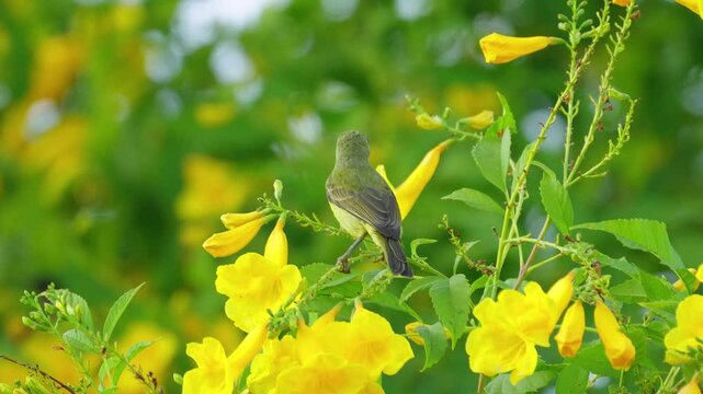 A female brown-throated sunbird perches on a yellow flower stalk, looking for food. Video slowmotion