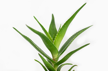 Aloe vera plant on white background. Close up.