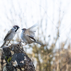 Zwei Feldsperlinge (Passer montanus) am Futterplatz