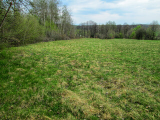 A green meadow bordered by a forest