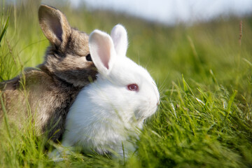 two rabbits on a spring green meadow