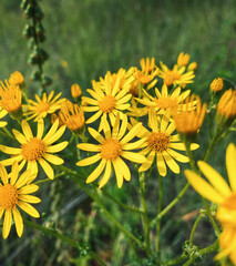 Yellow flowers - Senecio vernalis ( eastern groundsel ). Yellow flowers in the meadow, green grass in the background. 