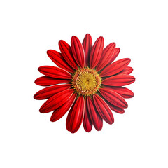 Crimson Gerbera Daisy: A vibrant red gerbera daisy with a bright yellow center, showcasing its intricate petals in a close-up shot.