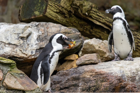 Zwergpinguin