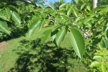 Paper Birch tree leaves in early summer, Colorado