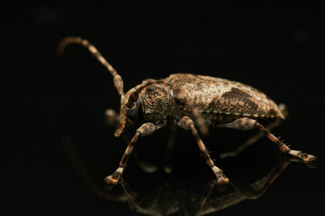 Jasper Beetle Reflection on Glass Close Up