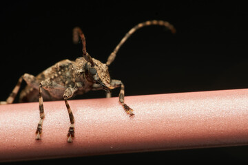Aegomorphus jaspideus Posed on Pink Stick
