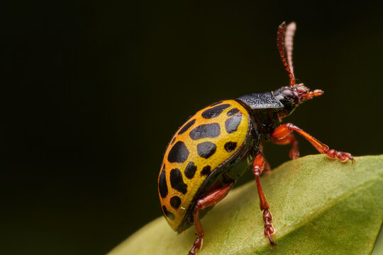 Leopard Beetle Calligrapha polyspila in Natural Habitat
