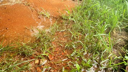 Early morning summer rain.
