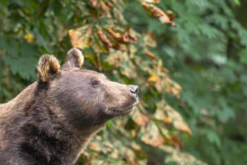 Obraz premium Braunbär