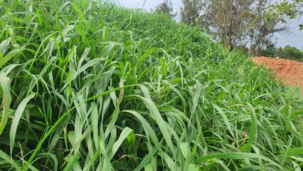 Trees stumps and grass