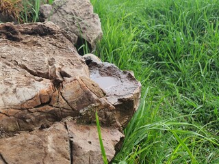 Early morning summer rain.