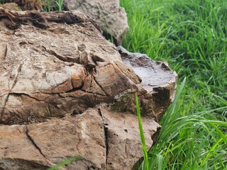 Early morning summer rain.