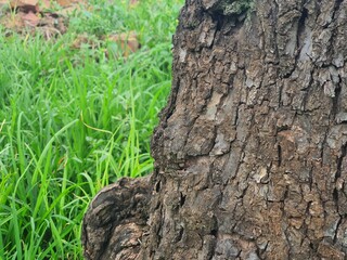 Early morning summer rain.