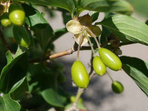 Cornelian Cherry Dogwood tree fruits in eary summer, Colorado
