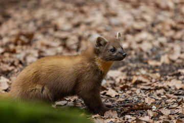 Baummarder