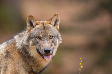 Wolf Portrait