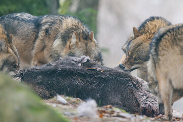 Wölfe beim Fressen