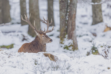 Mäusebusard im Flug