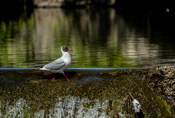 A seagull walks along a stone causeway in the lake.
