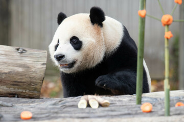 Close up Male Panda returned from USA, Xiao Qi Ji, Wolong, China