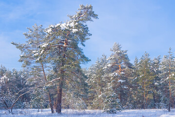 winter pine tree forest in snow  at  bright day