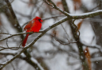 Northern cardinal male perched on a snow-covered tree branch while it is snowing