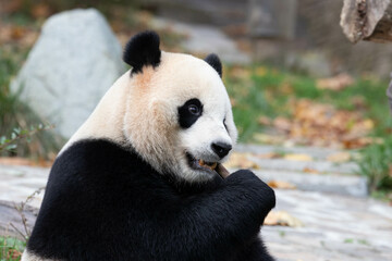 Close up Male Panda returned from USA, Xiao Qi Ji, Wolong, China