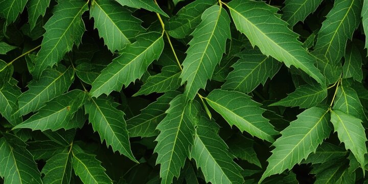 Vibrant green neem leaves densely arranged on dark background showcasing their texture and unique jagged edges highlighting the herb's natural appeal