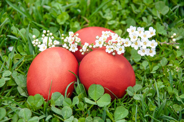 Easter eggs on green clover grass with white flowers in the background.