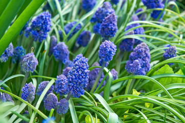 Spring Flowers of Muscari armeniacum among green grass in a spring garden in sunlight