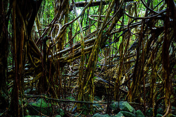 屋久島　猿川ガジュマル