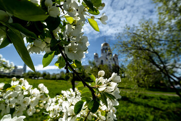Branches of a blooming white apple tree against the sky.