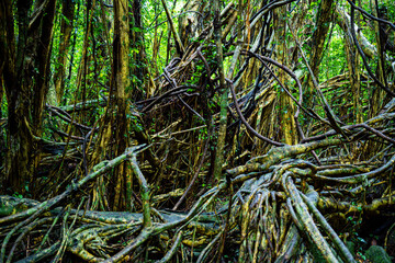 屋久島　猿川ガジュマル