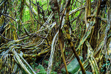 屋久島　猿川ガジュマル