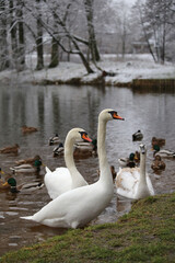 A family of swans and ducks on the shore of a winter lake.