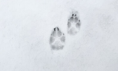 Interesting abstract white background with footprints of a cat or dog paws on the snow.